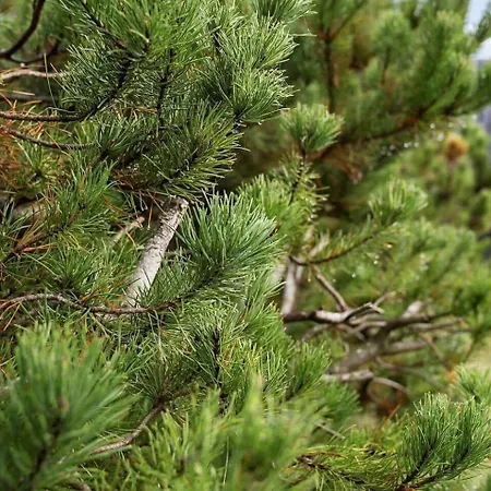 Dom wakacyjny 2555-romo-a-m-listsvej-6