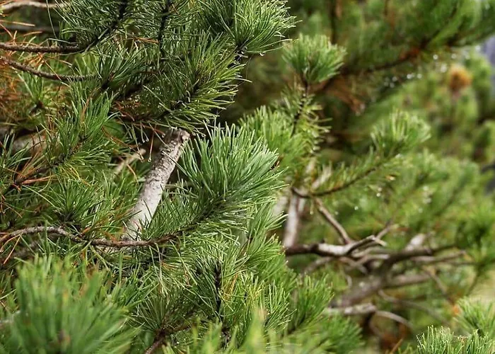 Nyaraló 2555-romo-a-m-listsvej-6